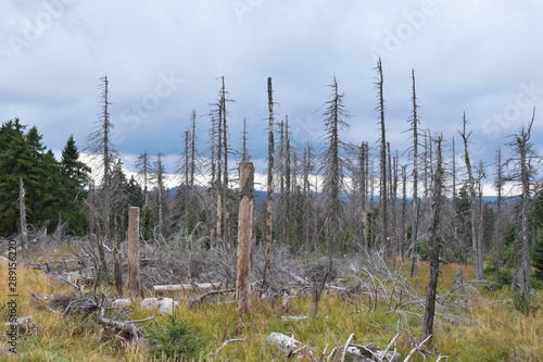 Dying trees in Lower Saxony, Germany
