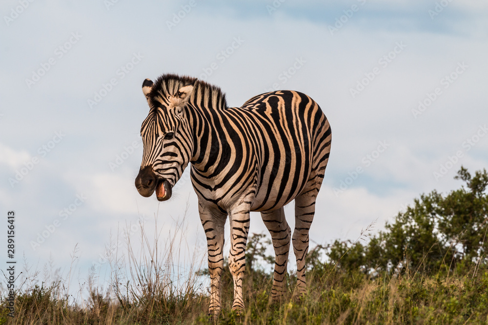 Obraz premium Zebras