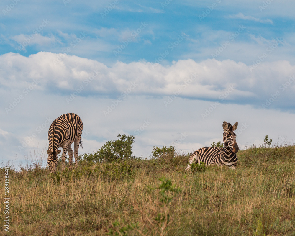 Obraz premium Zebras