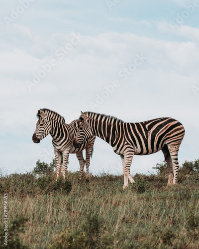 Zebras