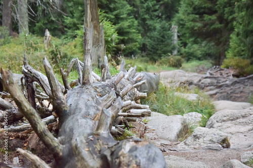 rocks and wood in the forest