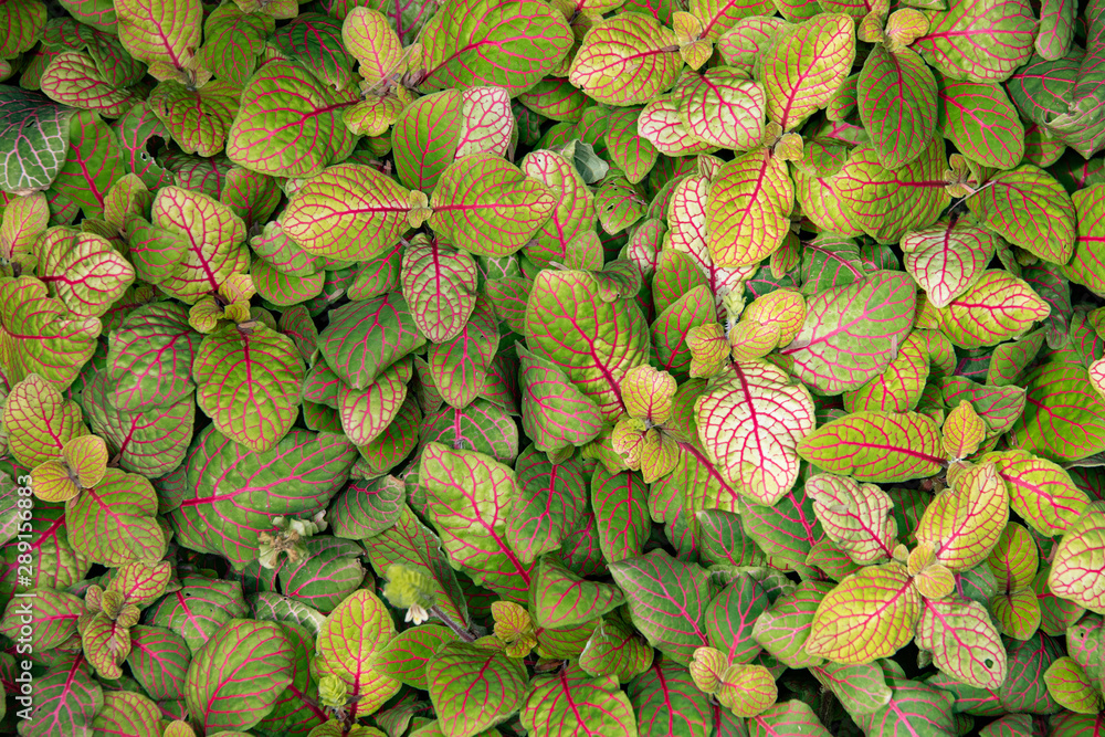 Obraz premium background of green leaves with red veins