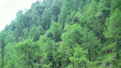 Panning shot of coniferous trees growing on the hillside with fog and mist rolling between them photo