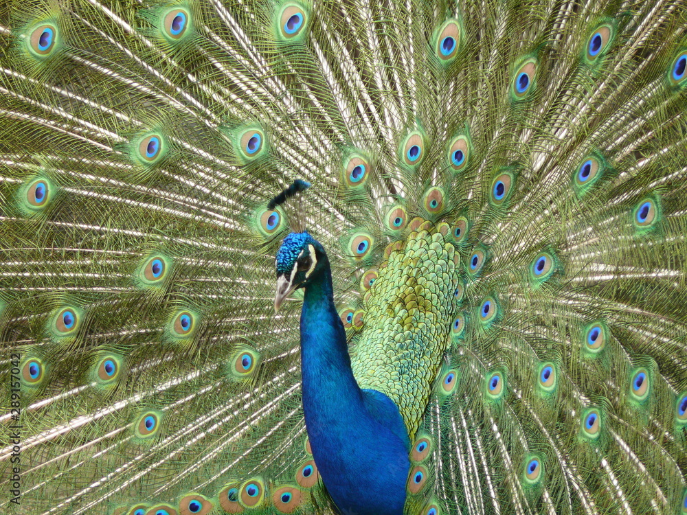 Fototapeta premium Portraitaufnahme eines Pfau mit geöffnetem Rad