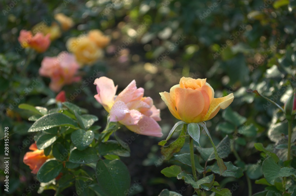 Yellow and orange roses in the garden Yellow and orange roses in the garden