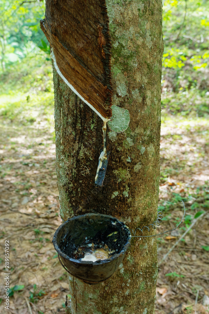 Obraz premium Rubber tree orchard or plantation, bowl for collecting latex from a rubber tree, rubber tapping. Hevea brasiliensis is flowering plant in the spurge family, Euphorbiaceae