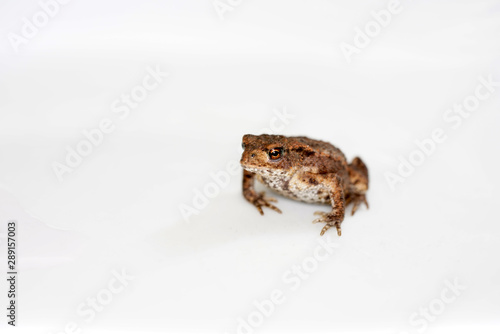 Discovered toad in the garden and taken to the studio for a short time to take pictures. 