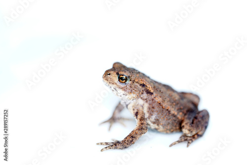Discovered toad in the garden and taken to the studio for a short time to take pictures. 