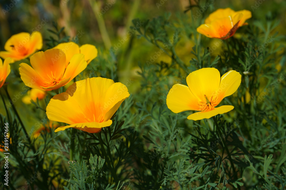 Beautiful yellow flower Eschscholzia on a green blurred background of grass, flower leaves.landscape.Photo.Headpiece.Image. Beautiful yellow flower Eschscholzia on a green blurred background of grass, flower leaves.landscape.Photo.Headpiece.Image.