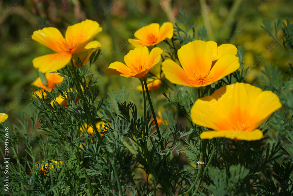Beautiful yellow flower Eschscholzia on a green blurred background of grass, flower leaves.landscape.Photo.Headpiece.Image. Beautiful yellow flower Eschscholzia on a green blurred background of grass, flower leaves.landscape.Photo.Headpiece.Image.