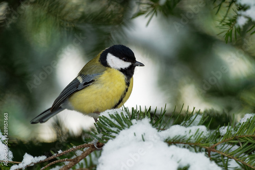  is a passerine bird in the tit family Paridae. It is a widespread and common species throughout Europe, the Middle East, Central and Northern Asia, and parts of North Africa