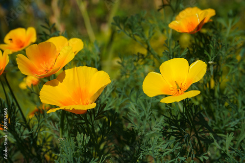 Beautiful yellow flower Eschscholzia on a green blurred background of grass, flower leaves.landscape.Photo.Headpiece.Image.