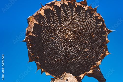 Sunflower plant  sunflower hat on the sky.Ripe sunflower  with seeds in the field.Field of ripe sunflower  ready for harvesting from the field.Delicious food.Raw material for sunflower oil.
