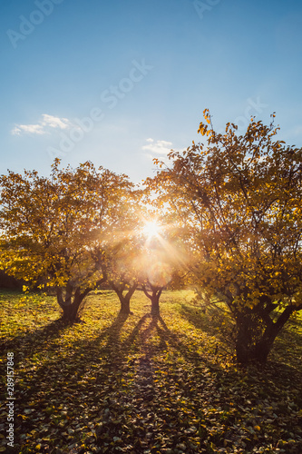 Fruit trees on a meadow in back-light sunset