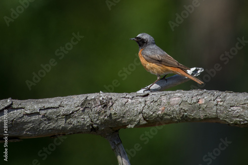 Common redstart in a close up,Sweden