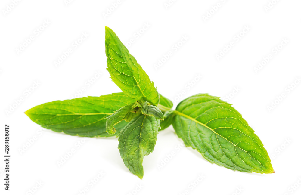 Green leaves of mint. Green leaves of mint.
