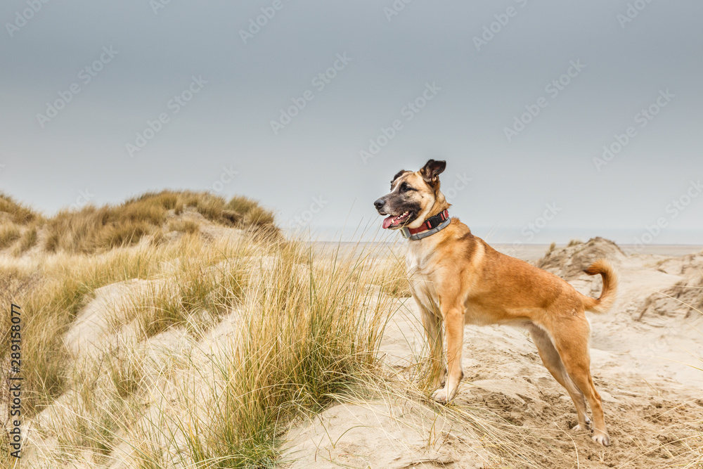 A beautiful Belgian shepherd posing standing in a dune landscape with a proudly raised head and a collar with GPS tracker around her neck looking from low right to high left in the photo A beautiful Belgian shepherd posing standing in a dune landscape with a proudly raised head and a collar with GPS tracker around her neck looking from low right to high left in the photo