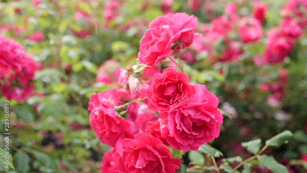 Clous-Up. Pink flowers. Small drops of rain fall on pink roses swaying in the wind. Clous-Up. Pink flowers. Small drops of rain fall on pink roses swaying in the wind.