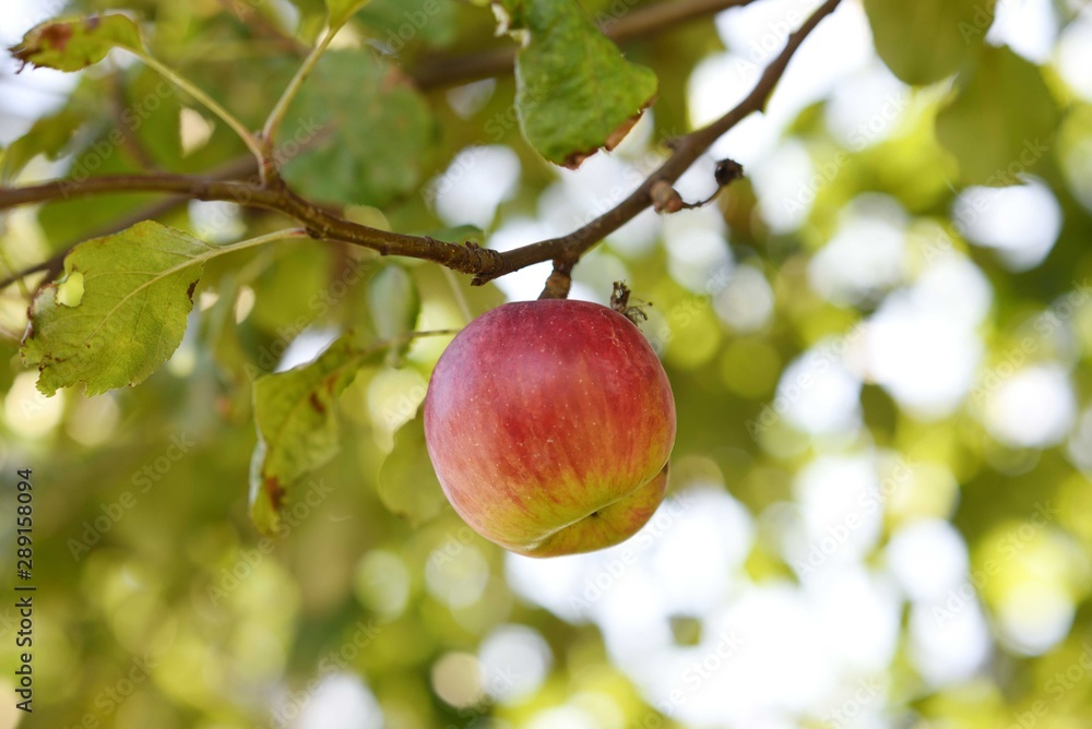 Red apple hanging from tree with bokeh background, end of summer scene with morning light Red apple hanging from tree with bokeh background, end of summer scene with morning light