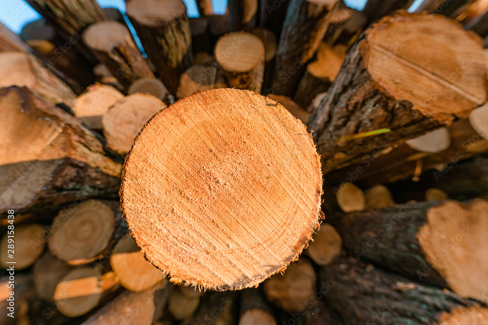 A close up front view of a pile of freshly cut trees striped of branches and prepared for the saw mill part of the logging industry in Sweden