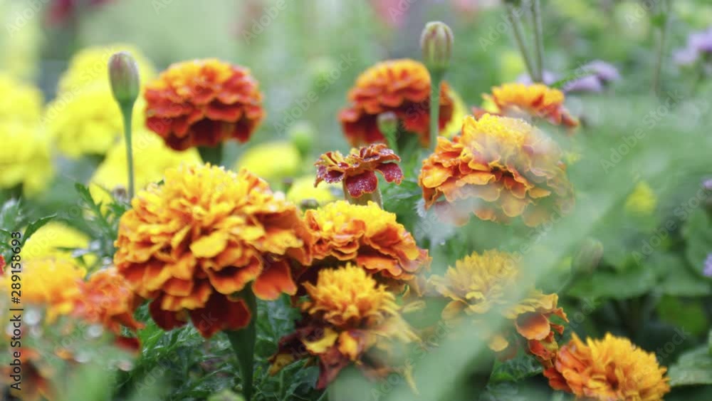Rack Focus Close Up Colorful Flowers In 4K Rack Focus Close Up Colorful Flowers In 4K