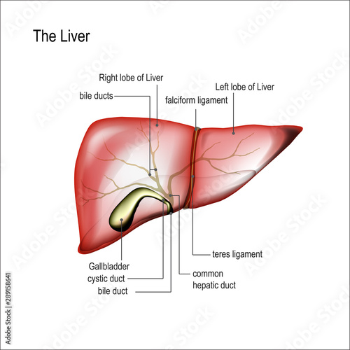 Realistic liver and gallbladder with annotations