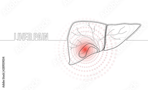 Continuous line drawing concept liver and gallbladder