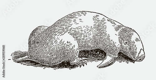 Blind marsupial mole notoryctes lying on the ground. Illustration after engraving from 19th century