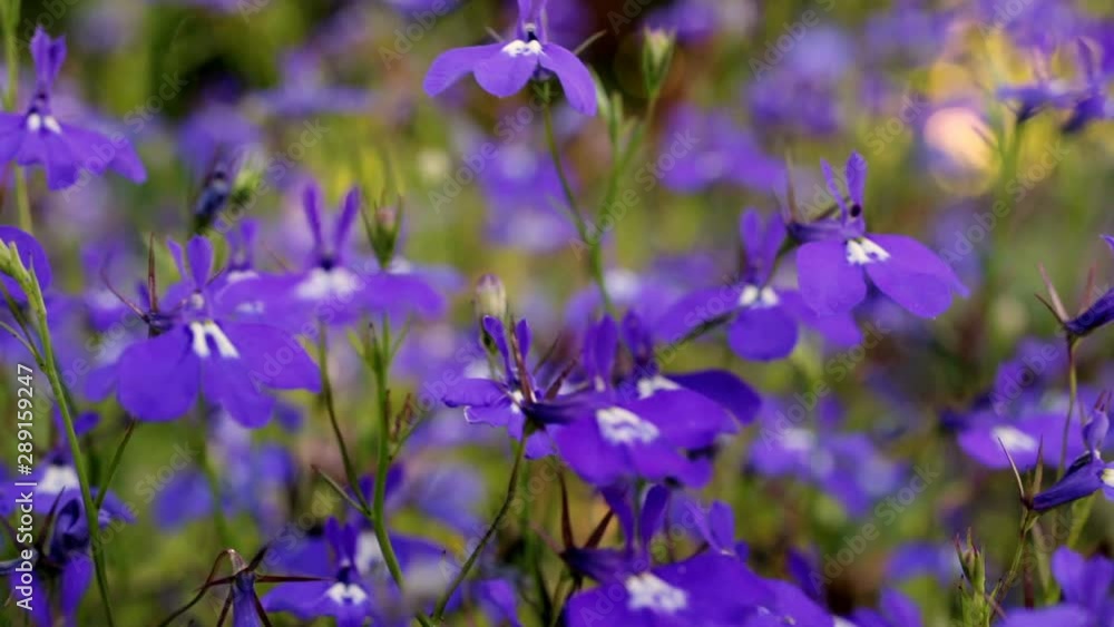 Blue and violet lobelia flowers field waving in the wind. Selective focus. Blooming wild nature background. Blue and violet lobelia flowers field waving in the wind. Selective focus. Blooming wild nature background.