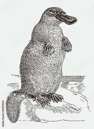 Scientifically incorrect graphic depiction of platypus ornithorhynchus anatinus standing on rock. Illustration after antique engraving from 19th century