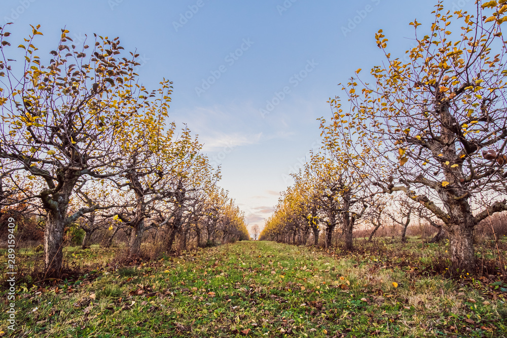 Fototapeta premium Plantation of fruit trees with blue sky