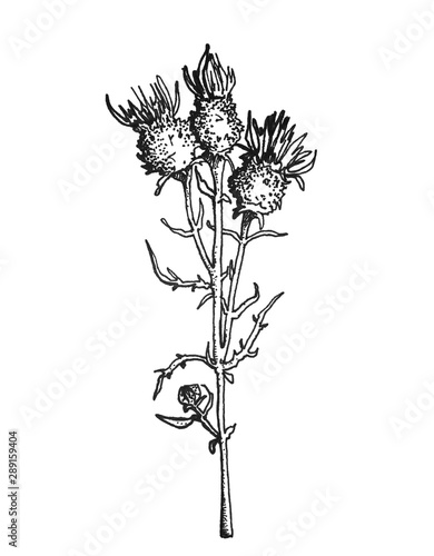 Black ink handdrawm botanical illustration of milk thistle photo