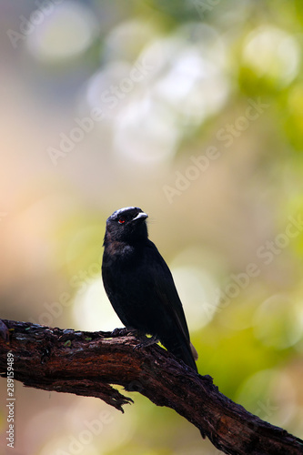 The common square-tailed drongo (Dicrurus ludwigii), formerly the square-tailed drongo sitting on a thin branch at sunset with a colorful background. photo