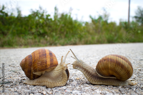 Mollusk snail Helix pomatia in spiral shell. Snails meeting on the road. Macro photo nature.