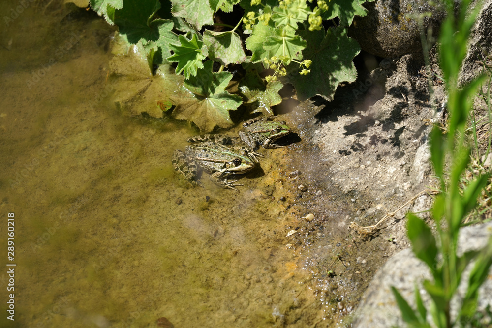 Pond frog photographed on a sunny spring day in Germany on a calm waters. Pond frog photographed on a sunny spring day in Germany on a calm waters.