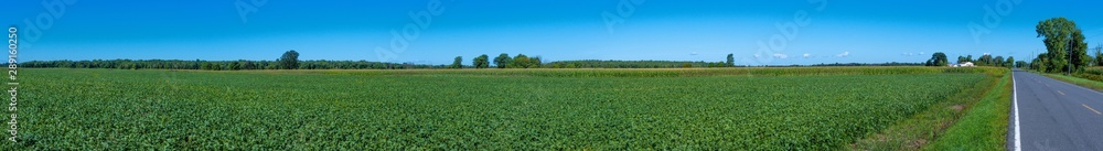 Panoramic view of peas growing in a field with a farm Panoramic view of peas growing in a field with a farm