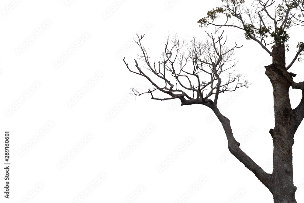 Fototapeta premium Dead branches , Silhouette dead tree or dry tree on white background with clipping path.