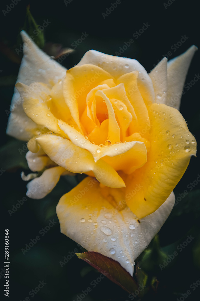 yellow rose with water drops