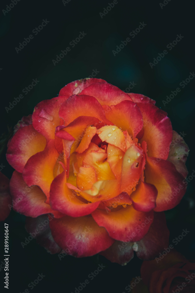 yellow rose on black background