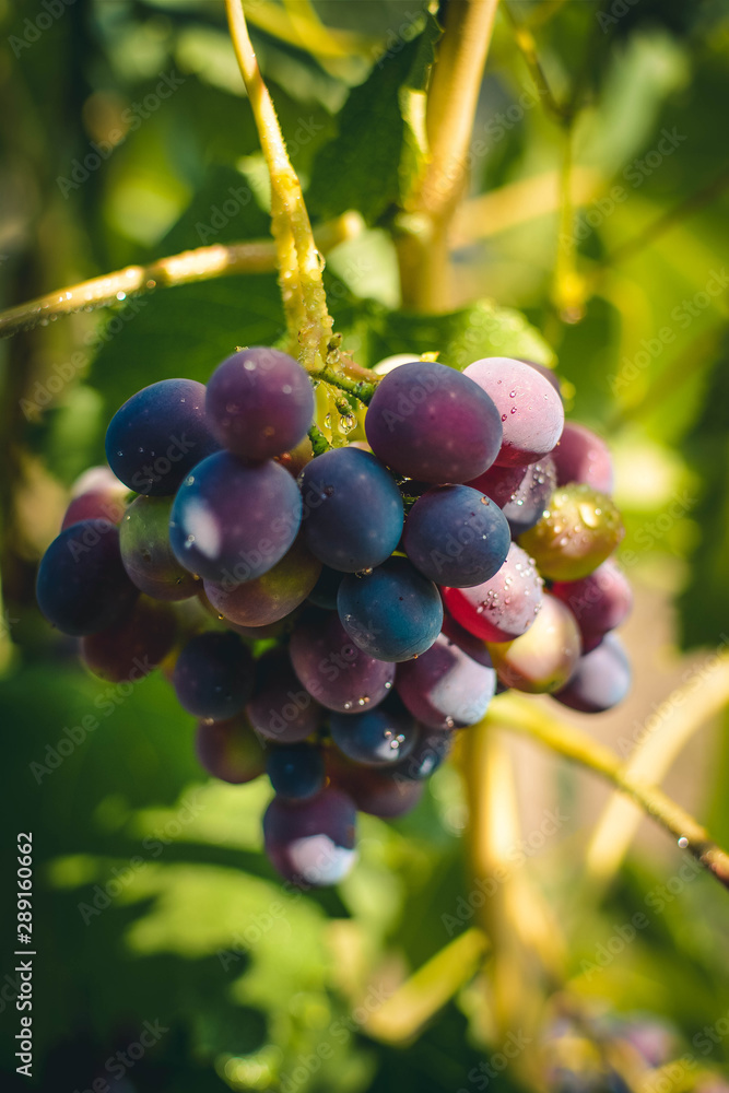red grapes on the vine