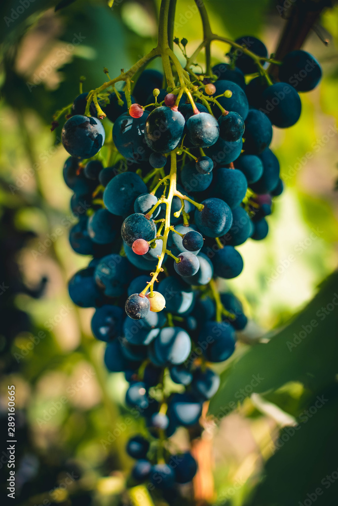bunch of grapes