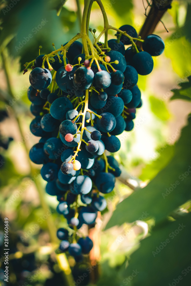 bunch of grapes