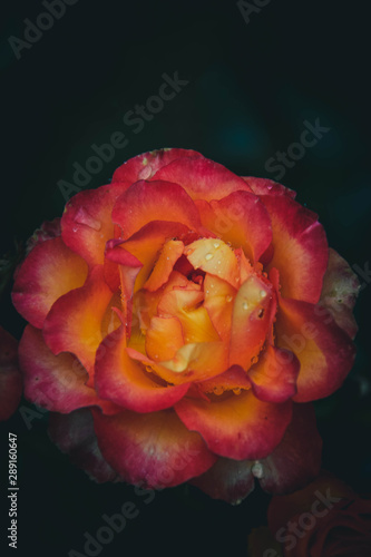 Obraz na płótnie yellow rose on black background w salonie