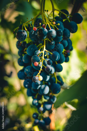 Obraz na płótnie bunch of grapes w salonie