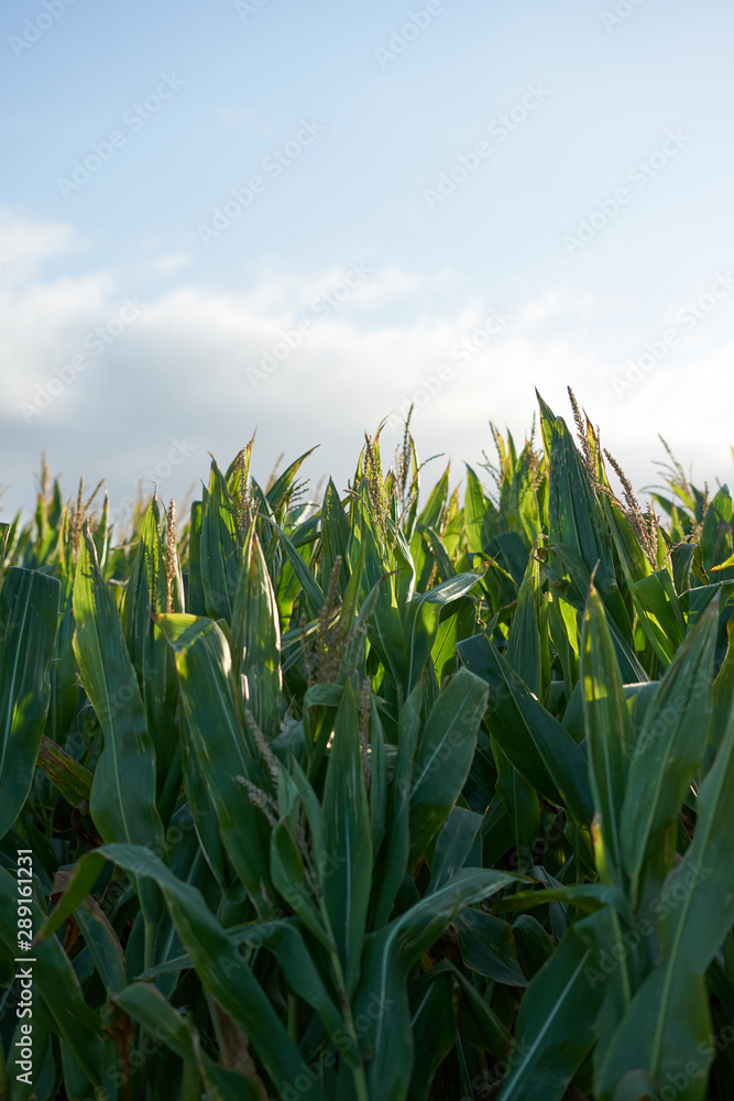 Obraz premium Detail of the top of a full size corn plantation just before the collection