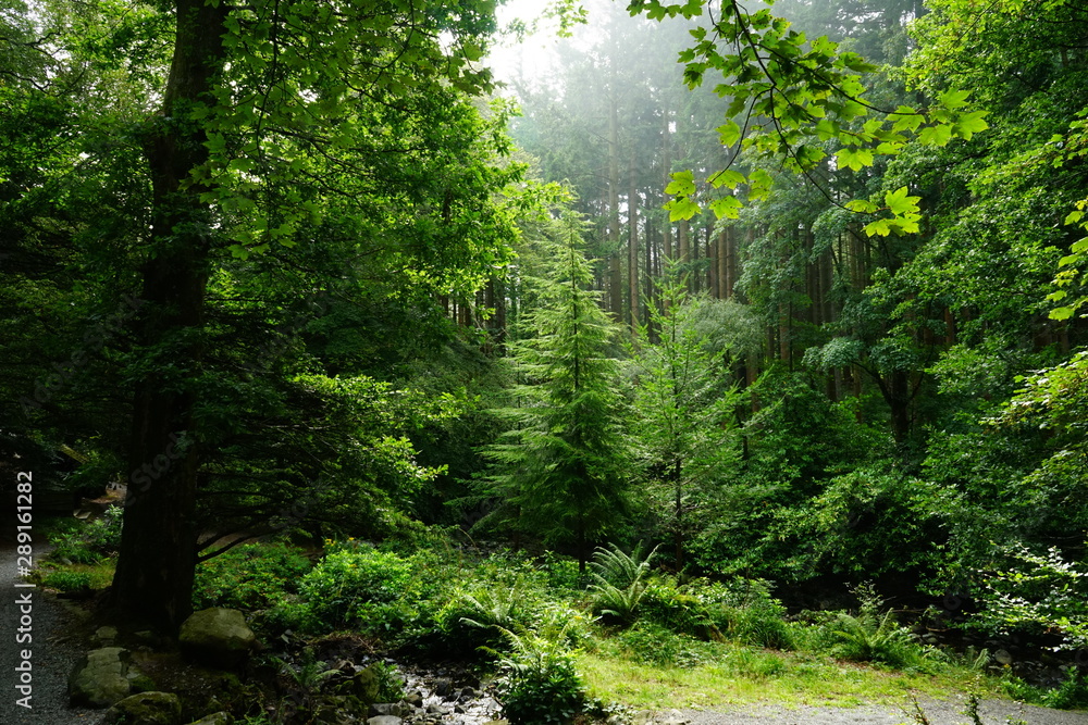 Fototapeta premium Foggy morning in Tollymore Forest Park, Down, Northern Ireland