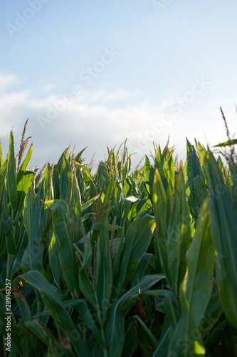 Detail of the top of a full size corn plantation just before the collection