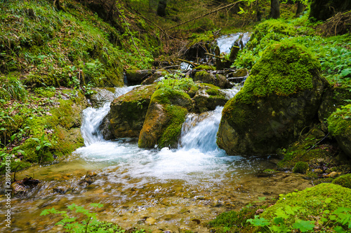 Fototapeta Naklejka Na Ścianę i Meble -  Mountain stream in green forest at summer time. Nature composition. Beautiful river landscape. Selective focus.