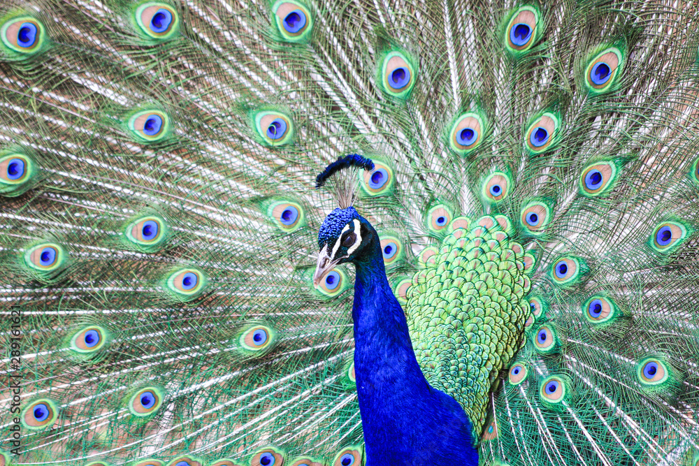 Obraz premium Peacock Full Display