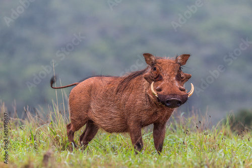 Foto Wart Hog